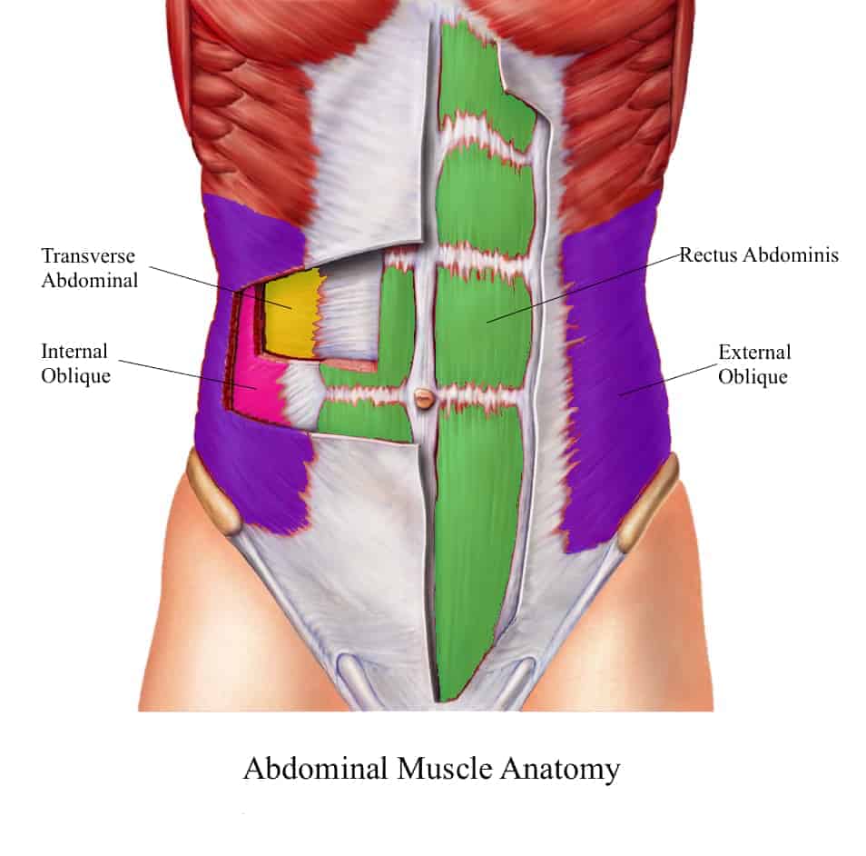 abdominal muscle anatomie